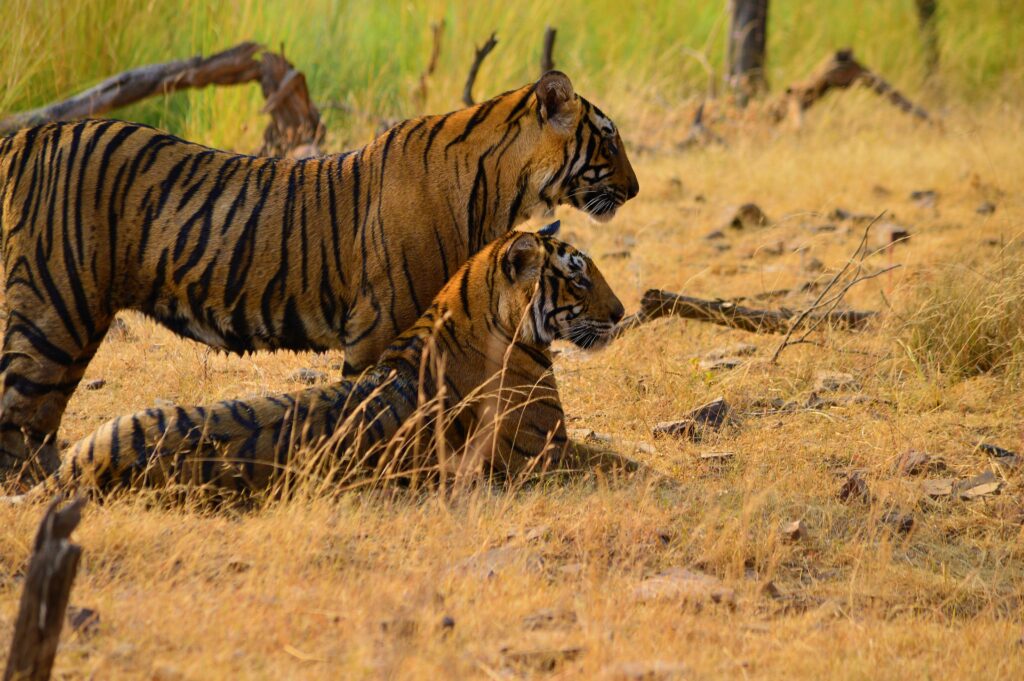 Ranthambore – Tiger Reserve